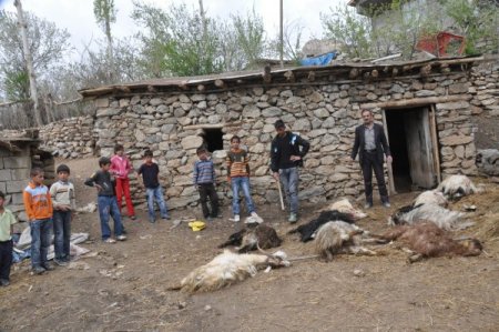 Hakkari'de Başıboş Köpekler 10 Keçiyi Telef Etti İddiası