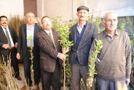 Hakkarili çiftçiye 10 bin meyve fidanı