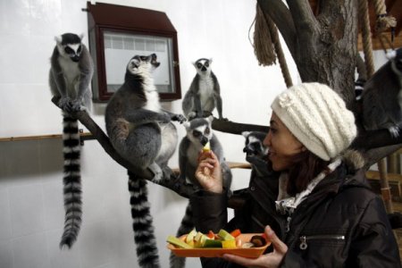 Halka kuyruklu lemurlara özel meyve kokteyli