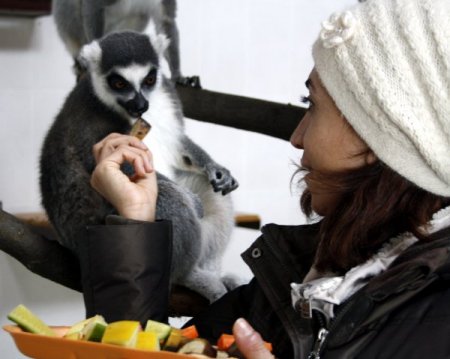 Halka kuyruklu lemurlara özel meyve kokteyli