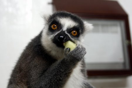 Halka kuyruklu lemurlara özel meyve kokteyli