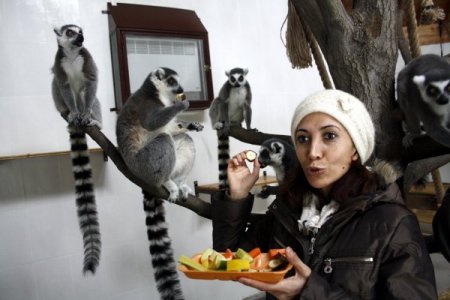 Halka kuyruklu lemurlara özel meyve kokteyli