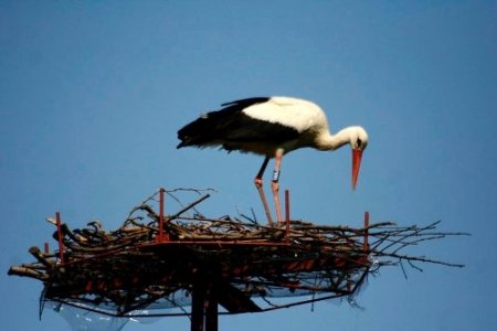 Halkalanan 483 leylek yavrusundan bilgi geldi