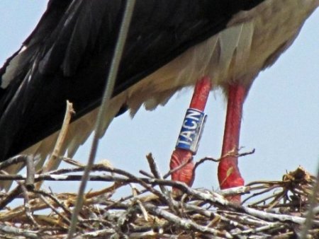 Halkalanan 483 leylek yavrusundan bilgi geldi