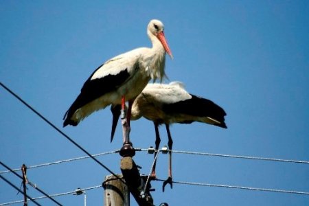 Halkalanan 483 leylek yavrusundan bilgi geldi