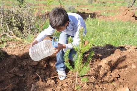 Hami-Yet anneleri, vefat etmiş eşleri için fidan dikti