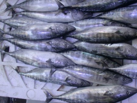 Hamsi müdavimlerine kötü haber: 'Bu sene palamut bol, ucuz hamsi hayal'