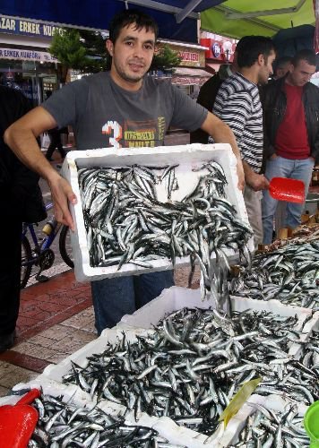 Hamsi Sinop'u Geçti, Tezgâhlar Şenlendi