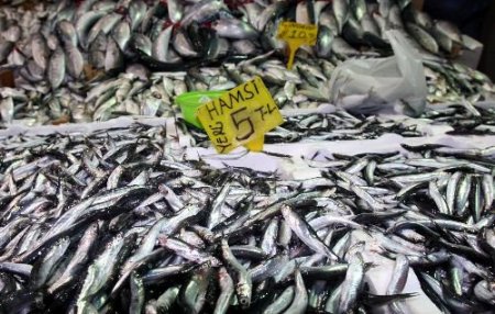 Hamsi Sinop'u Geçti, Tezgâhlar Şenlendi