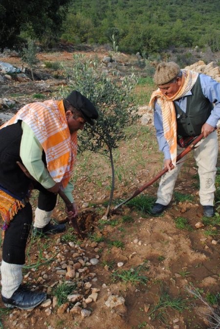 Harnup Ve Zeytin Manavgat'ın Toprak Yapısına En Uygun Meyve