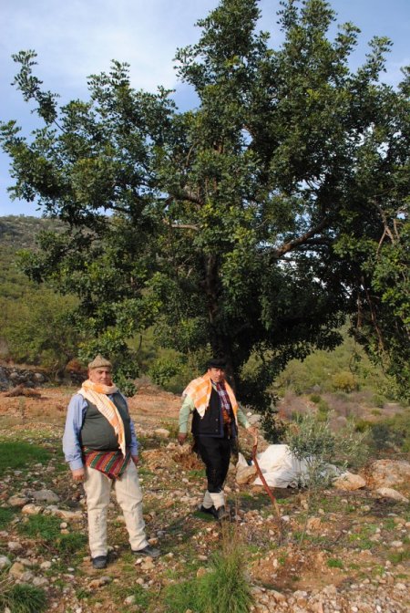 Harnup Ve Zeytin Manavgat'ın Toprak Yapısına En Uygun Meyve