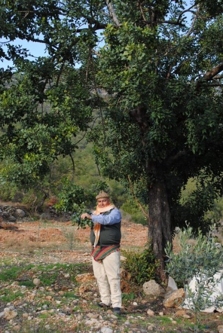 Harnup Ve Zeytin Manavgat'ın Toprak Yapısına En Uygun Meyve