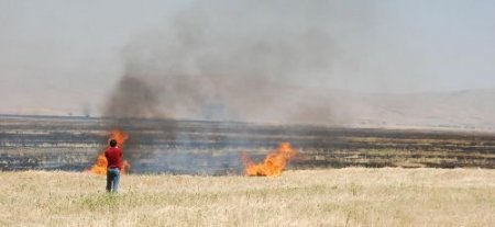 Harran Ovası'nda Anız Yakılması Düzensiz Sulamayla Oluşan Tuzlaşmaya Eş Değer