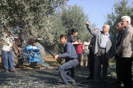 Harran Ovası’nda makinalı zeytin hasadı dönemi başlıyor