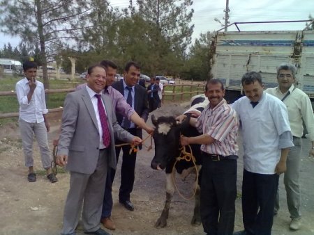 Harran'da 17 Aileye Gebe Düve Dağıtıldı