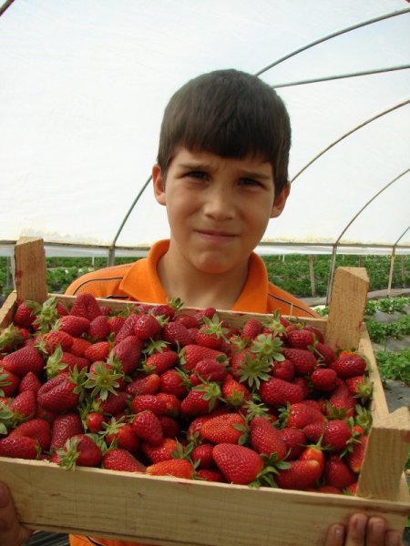 Hasadı Başlayan Çilek, Kalitesine Göre Alıcı Buluyor