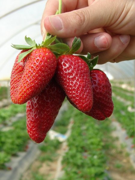 Hasadı Başlayan Çilek, Kalitesine Göre Alıcı Buluyor