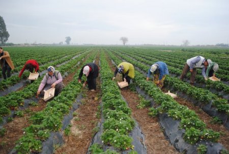 Hasadı Başlayan Çilek, Kalitesine Göre Alıcı Buluyor