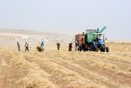 Hasat Mevsimi Başladı: Ambarlar Doluyor, Çiftçinin Yüzü Gülüyor