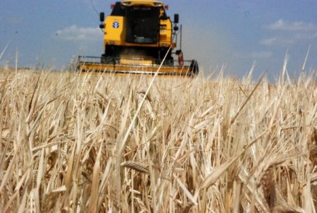 Hasat Mevsimi Başladı: Ambarlar Doluyor, Çiftçinin Yüzü Gülüyor