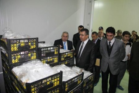 Hatay Valisi Lekesiz muz hasadı yaptı