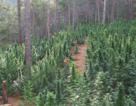 Hatay’da 160 Tonluk Esrar İmalinin Önüne Geçildi