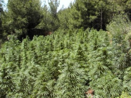 Hatay'da 608 Kilo Esrar Ve 786 Bin Kök Hint Keneviri Ele Geçirildi