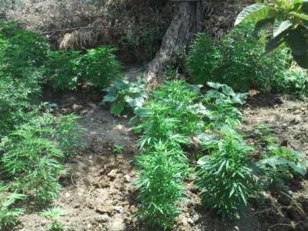 Hatay'da Ele Geçirilen 400 Kök Kenevir İmha Edildi