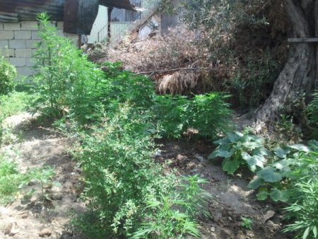 Hatay'da Ele Geçirilen 400 Kök Kenevir İmha Edildi