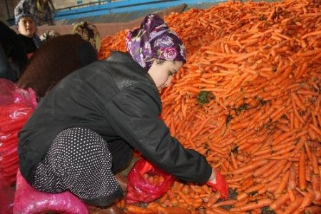 Hatay’da Havuç Hasadı Sıkıntılı Başladı