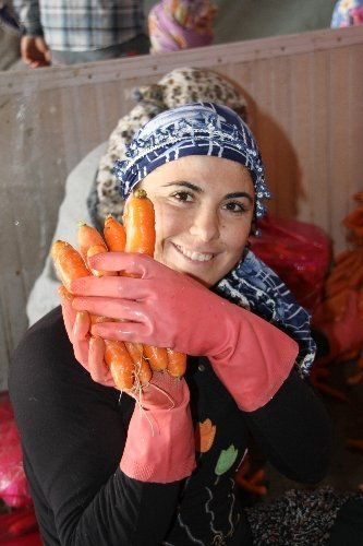 Hatay’da Havuç Hasadı Sıkıntılı Başladı