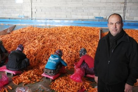 Hatay’da Havuç Hasadı Sıkıntılı Başladı