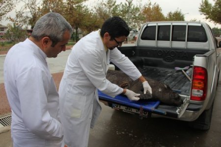 Hatay'da ölü Akdeniz foku bulundu