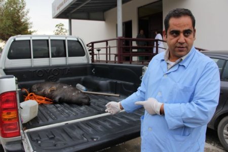 Hatay'da ölü Akdeniz foku bulundu