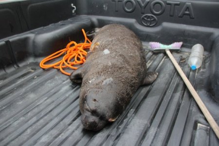 Hatay'da ölü Akdeniz foku bulundu