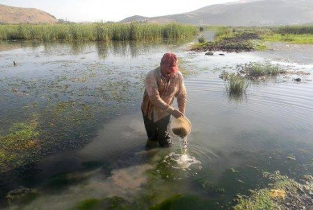 Hatay’daki 5 gölete 70 bin sazan yavrusu bırakıldı