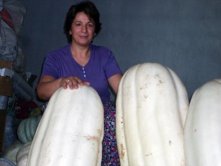 Hatayın Erzin İlçesinde Yetişen 50 Kiloluk Kabak Görenlere Maşallah Dedirtti