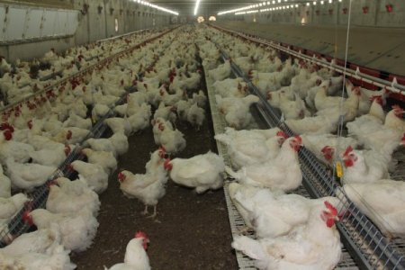 Hataylı bakkallar, yumurta yasağına tepkili