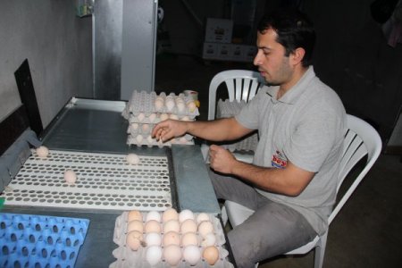 Hataylı bakkallar, yumurta yasağına tepkili