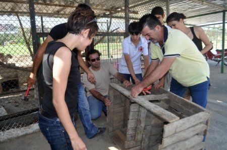 Hataylı hayvanseverler barınaktaki kulübeleri tamir etti