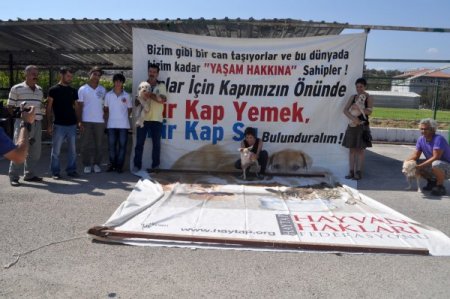 Hataylı hayvanseverler barınaktaki kulübeleri tamir etti