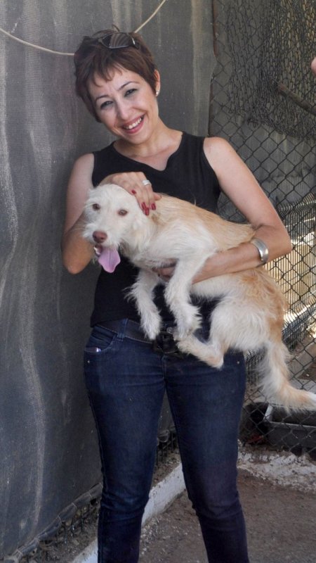 Hataylı hayvanseverler barınaktaki kulübeleri tamir etti