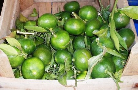 Hava Sıcaklığı Narenciye Üreticisinin Yüzünü Güldürdü