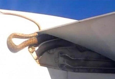 Havadaki uçağın kanadında dev piton yılanı!