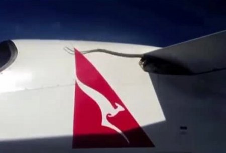 Havadaki uçağın kanadında dev piton yılanı!