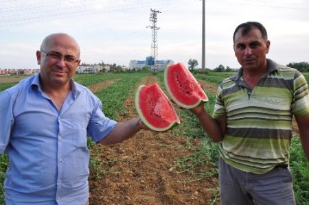 Havalar ısındı, Antalya'nın karpuzu 1 buçuk liradan kapışılıyor