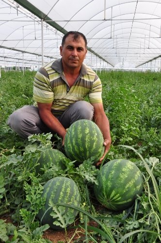 Havalar ısındı, Antalya'nın karpuzu 1 buçuk liradan kapışılıyor