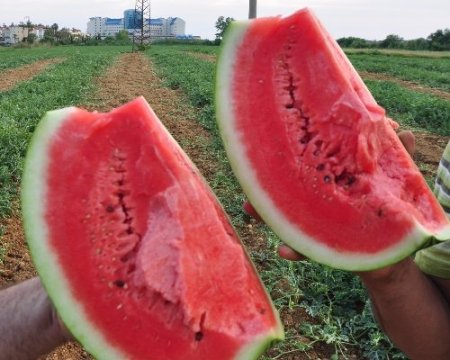 Havalar ısındı, Antalya'nın karpuzu 1 buçuk liradan kapışılıyor