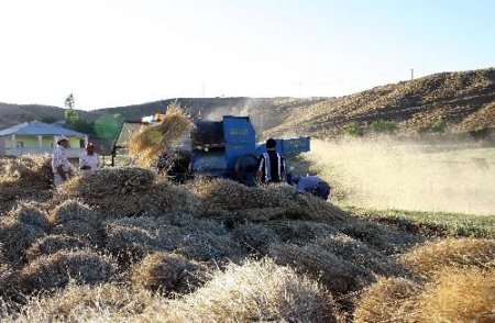 Havaların Serin Geçmesi Doğu İllerinde Çiftçileri Olumsuz Etkiledi