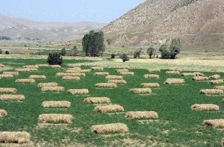 Havaların Serin Geçmesi Doğu İllerinde Çiftçileri Olumsuz Etkiledi